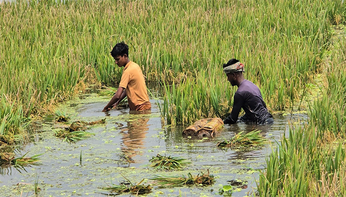 ময়মনসিংহে টানা বৃষ্টিতে ৩ হাজার হেক্টরের বোরো ধান পানিতে তলিয়ে গেছে